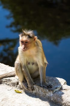Monkey sitting on the stone near the water