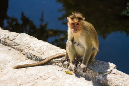 Monkey sitting on the stone near the water