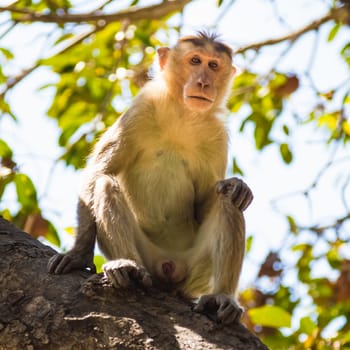 Monkey sitting on tree in jungle