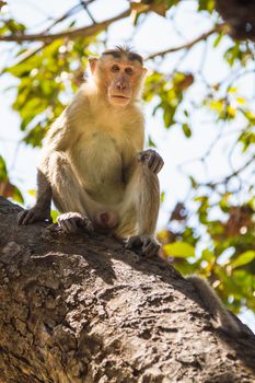 Monkey sitting on tree in jungle