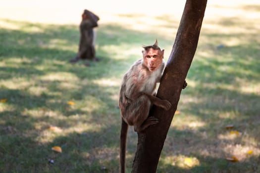 Monkey sitting on tree