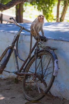 Monkey sitting on bike