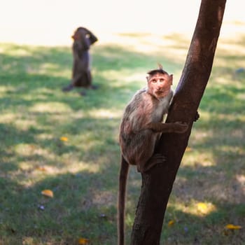 Monkey sitting on tree