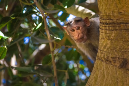 Monkey sitting on tree in jungle