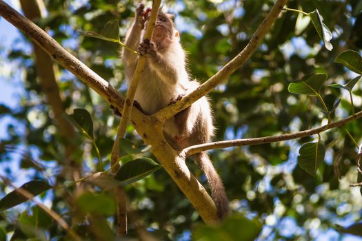 Monkey sitting on branch in jungle
