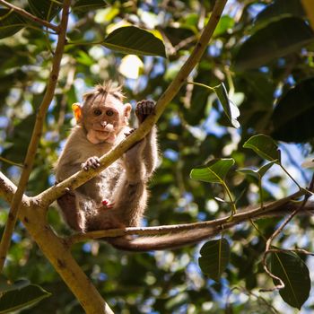 Monkey sitting on branch in jungle