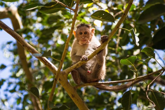 Monkey sitting on branch in jungle