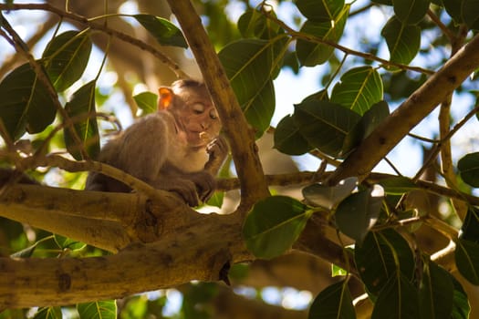 Monkey sitting on branch in jungle