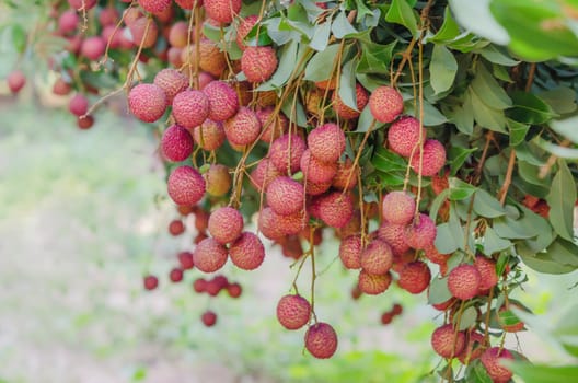 fresh lychee on tree in lychee orchard