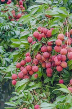 fresh lychee on tree in lychee orchard