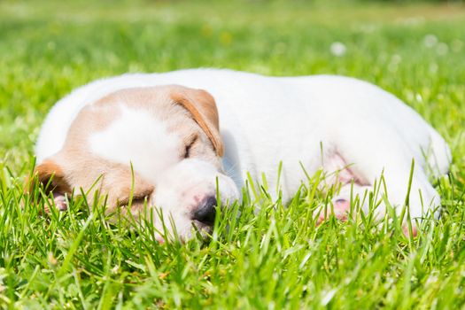 Mixed-breed adorable cute little puppy lying twisted in green grass on a sunny spring day.
