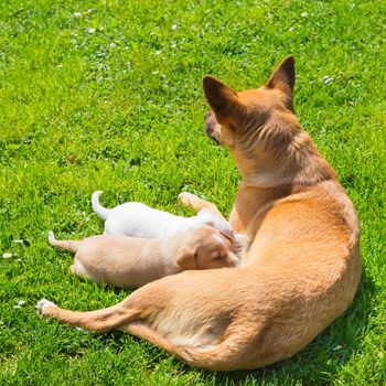 Mixed-breed bitch breast feeding her cute little puppies outdoors on a meadow on a sunny spring day.