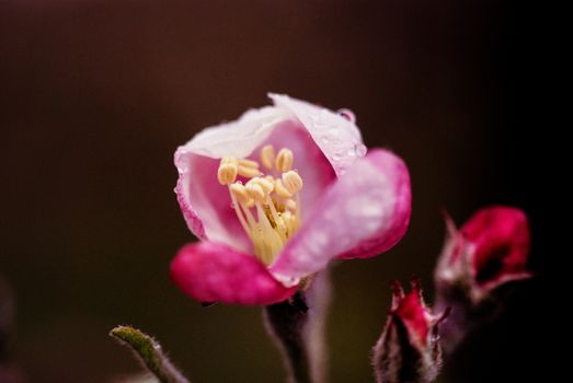 Macro view pink  flowers of Idared apple tree
