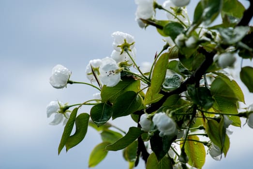 Picture of a spring blossom in the end of april 