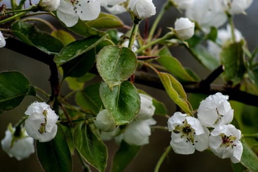 Picture of a spring blossom in the end of april 
