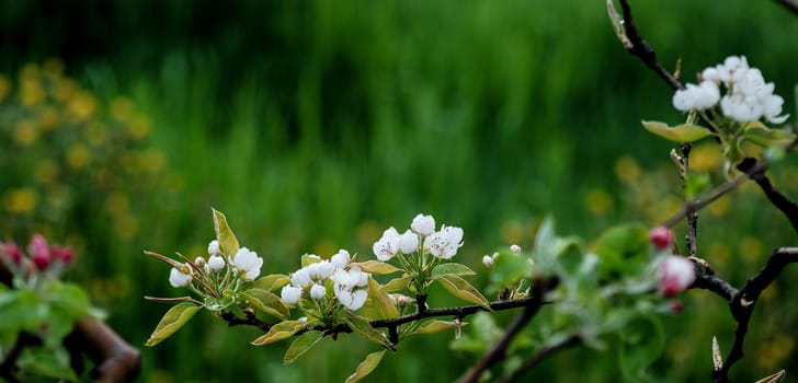 Macro view white flowers of apple tree, so called pink phase of a blossom