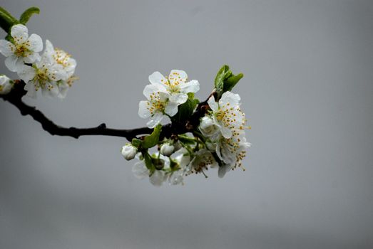 plum blossom in april, picture of spring 