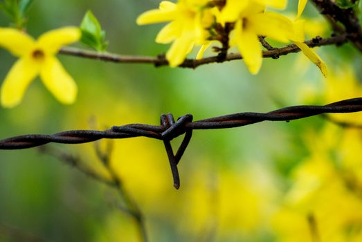 Barbed wire, rusty against yellow  spring flowers