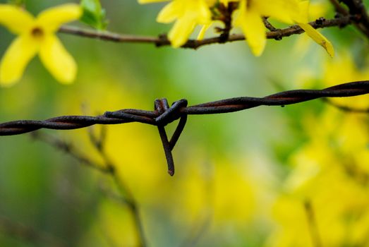 Barbed wire, rusty against yellow  spring flowers