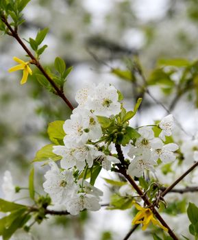 plum blossom in april, picture of spring 