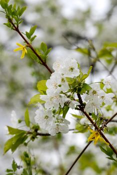 plum blossom in april, picture of spring 