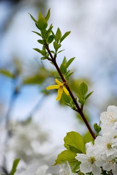 plum blossom in april, picture of spring 