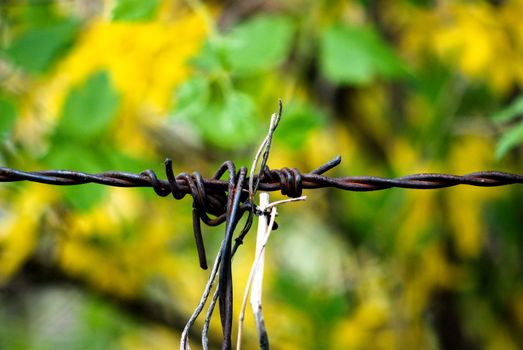 Barbed wire, rusty against yellow  spring flowers