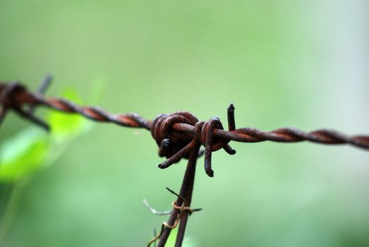 Barbed wire, rusty against yellow  spring flowers