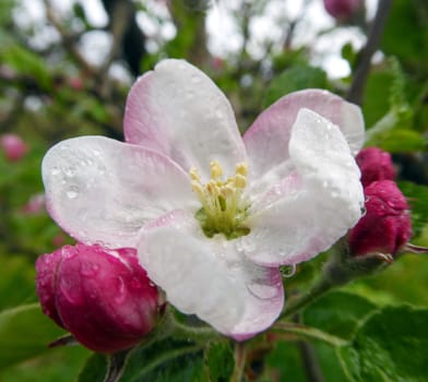 Macro view white flowers of apple tree, so called pink phase of a blossom