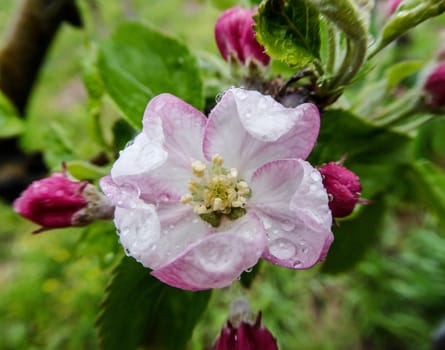 Macro view white flowers of apple tree, so called pink phase of a blossom
