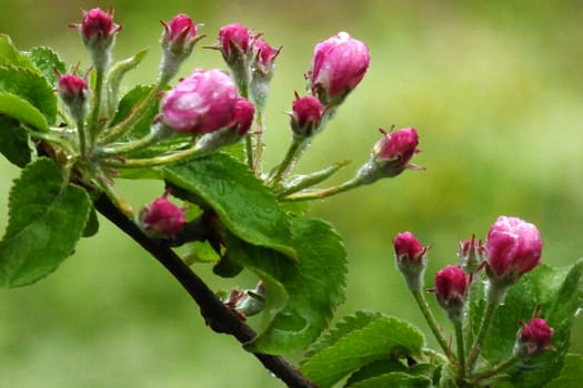 Macro view white flowers of apple tree, so called pink phase of a blossom
