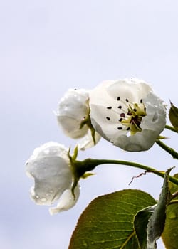 Picture of a spring blossom in the end of april 