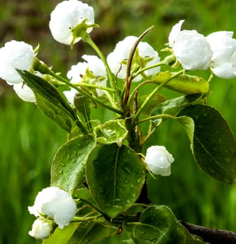 Picture of a spring blossom in the end of april 