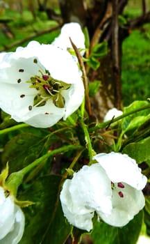 Picture of a spring blossom in the end of april 