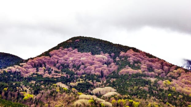 National park , Pelister in Macedonia, Baba mountain