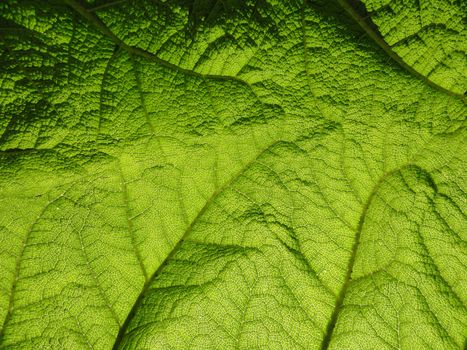 Close up photo of a leaf