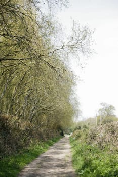 Beautiful English woodland scene with light coming though the trees.