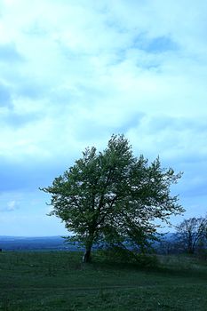 Tree standing against the Chilterns landscape in Buckinghamshire