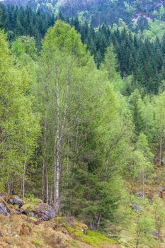 scenic landscapes of the northern Norwegian fjords in  spring .