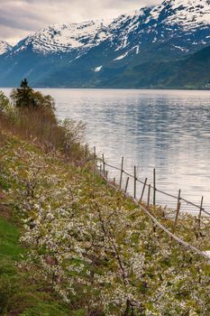 scenic landscapes of the northern Norwegian fjords in  spring .