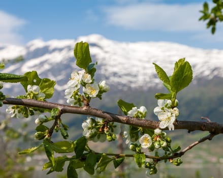 Landscape with mountains in Norwegian fjords in spring. view through the blooming cherry branch