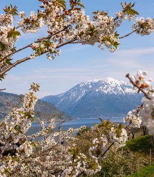 Landscape with mountains in Norwegian fjords in spring. view through the blooming cherry branch