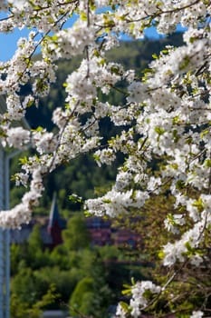 Cherry blossoms against  a blue sky and a green mountains