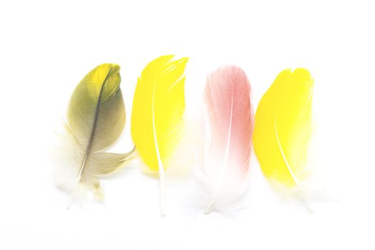 Colorful bird feathers, isolated on white background