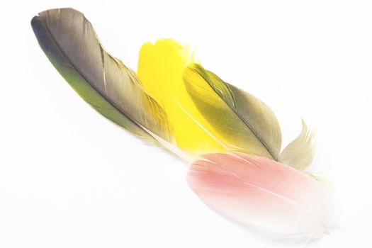 Colorful bird feathers, isolated on white background