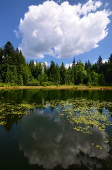 Calm lake with water lilies and pines and huge cloud with reflections