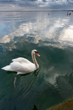 White swan on the water surface. Italy