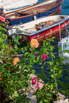 roses on the pier. view through flowers on a boat