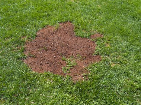 Seeding a patch of lawn after the ravages of a disease or frost burn