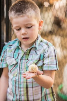 Curious boy holding a yellow baby chicken